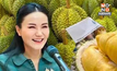 จีนลดตรวจสาร BY2 ล้งทุเรียนไทยดีเด่น เริ่ม 10 พ.ค.นี้