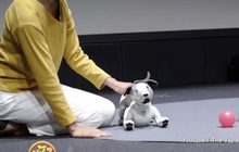 “โซนี” เปิดตัวหุ่นยนต์สุนัข Aibo รุ่นใหม่