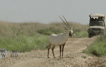 จอร์แดนอนุรักษ์ตัวออริกซ์อาระเบีย