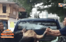 ให้ออกจากราชการ คดีตำรวจลอบขนซากกระทิง