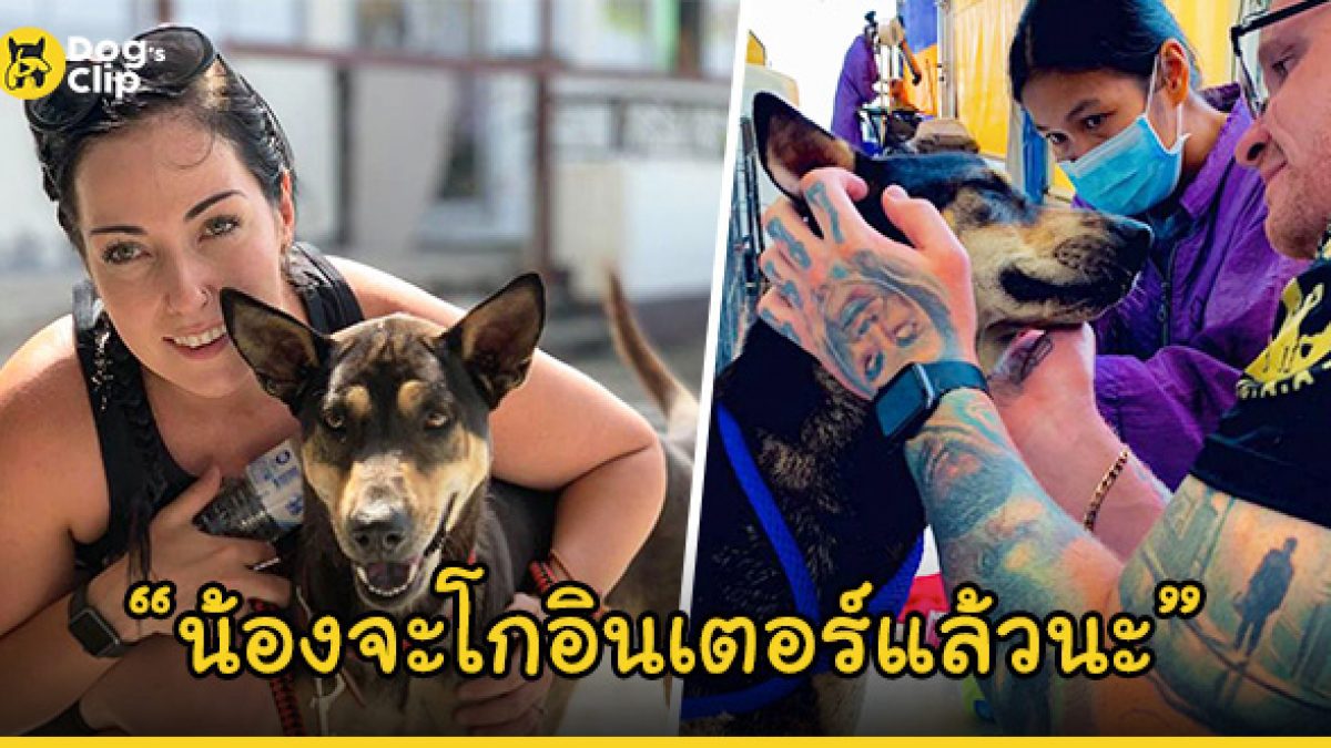 น้องหมาไทยนิสัยดีสถานะจรถูกชาวออสซี่รับอุปการะ เหตุซึ้งในน้ำใจหลังใช้ตัวป้องฝูงลิงดุและคอยอารักขา