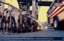 นมแพะสดจากเต้าในเอลซัลวาดอร์