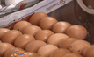 อากาศร้อน ไก่ออกไข่น้อย ราคาขยับ