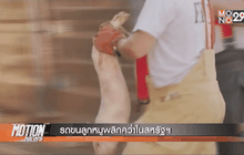 รถขนลูกหมูพลิกคว่ำในสหรัฐฯ