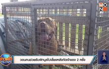 วอนคนช่วยรับพิทบูลไปเลี้ยงหลังกัดเจ้าของ 2 ครั้ง