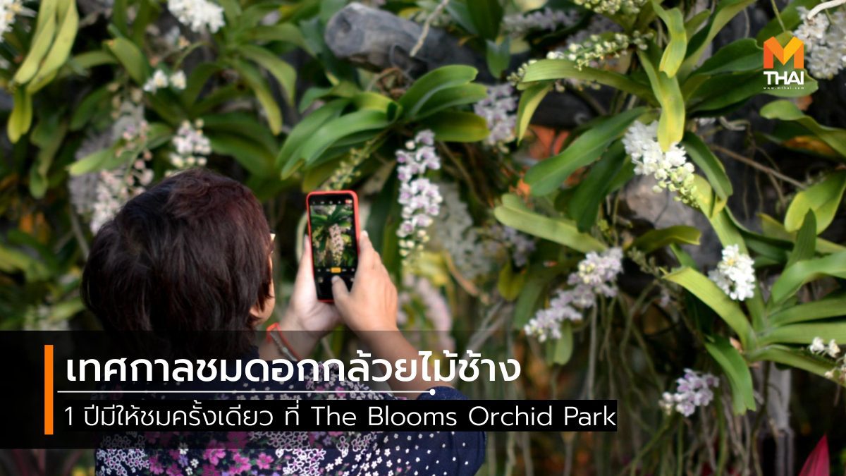 1 ปีมีครั้งเดียว เทศกาลชมดอกกล้วยไม้ช้าง ณ The Blooms Orchid Park