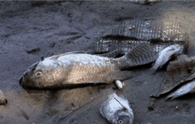 พบปลาตายจำนวนมากในบราซิล