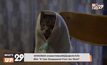 MONOMAX ชวนชมภาพยนตร์ญี่ปุ่นสุดประทับใจ เรื่อง “If Cats Disappeared From the World”