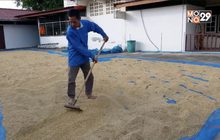 ห้ามตากข้าวบนถนนป้องกันอุบัติเหตุ