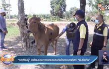 “กาฬสินธุ์” เตรียมประกาศเขตประสบภัยโรคระบาดสัตว์ “ลัมปีสกิน”