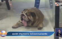 สุดน่ารัก เจ้าตูบหลงทาง เดินไปขอความช่วยเหลือ