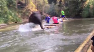 นาทีระทึก! ช้างน้อยพุ่งชนแพพลิกคว่ำ นักท่องเที่ยวว่ายน้ำหนีตาย