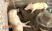พบโรคพิษสุนัขบ้าระบาดไปยังหมู จ.นครราชสีมา