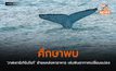 ศึกษาพบ ‘วาฬเซาธ์เทิร์นไรท์’ ย้ายแหล่งหาอาหาร เซ่นพิษอากาศเปลี่ยนแปลง