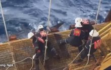 โซเชียลแชร์คลิปช่วย “ฉลามวาฬ” โดนเชือกรัดหาง