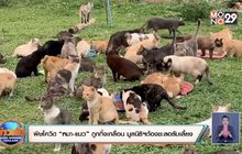 พิษโควิดทำ “หมา-แมว” ถูกทิ้งเกลื่อน มูลนิธิฯต้องชะลอรับเลี้ยง