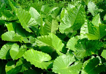 บอนโหรา พืชอันตราย มีพิษร้ายกว่าที่คิด กินเข้าไปอาจถึงตายได้!!