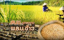 สนช. ยกธงขาว พ.ร.บ. ข้าว 26-02-62