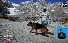 “กลิ่นแห่งความตาย” กับการพัฒนาสุนัขดมกลิ่น