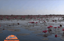 เปิดฤดูกาลท่องเที่ยวทะเลบัวแดง