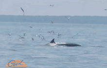 นักท่องเที่ยวแห่ชมวาฬบรูด้า