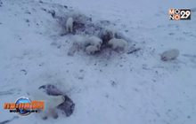 หมีขั้วโลกกว่า 50 ตัวบุกหมู่บ้านรัสเซีย