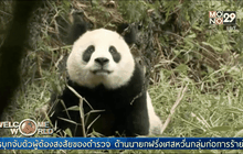 จีนปล่อยแพนด้ายักษ์สู่ธรรมชาติ