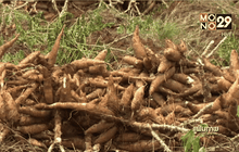 ธ.ก.ส.ออกสินเชื่อ 9,600 ล้านบาทพยุงราคามันสำปะหลัง