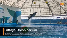 Pattaya Dolphinarium โชว์โลมาและแมวน้ำแสนรู้ ที่เที่ยวใหม่ในพัทยา
