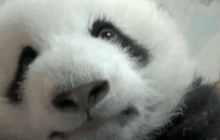 ลูกแพนด้าแฝดในจีนผ่านพ้นช่วงอันตรายแล้ว