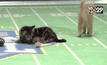 การแข่งขันซุปเปอร์โบวล์แมวจากฮอลมาร์ก สหรัฐฯ