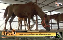 ปศุสัตว์ประกาศเขตโรคระบาดกาฬโรคแอฟริกาในม้า