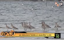 นกหนีหนาวจากไซบีเรีย มาแรมซาร์ไซต์ จ.ตรัง