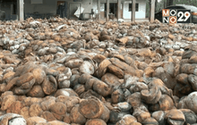 ชาวสวนยางผิดหวัง ขายยางตามโครงการรัฐ