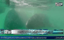 วาฬสีเทาว่ายสู่น้ำอุ่นหาคู่ผสมพันธุ์