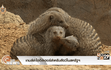 เกมส์ล่าไข่อีสเตอร์สำหรับสัตว์ในสหรัฐฯ