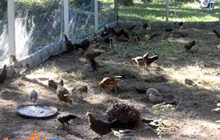 จ.กระบี่ทำลายไก่กว่า 6 พันตัวหวั่นโรคระบาด