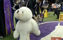 สุนัขบิชองฟริเซ่คว้าแชมป์ประกวดสุนัข