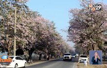 แห่ถ่ายภาพชมพูพันธุ์ทิพย์ ออกดอกสะพรั่ง