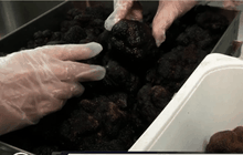 เห็ดทรัฟเฟิล สมบัติล้ำค่าของสเปน