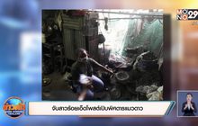 จับสาวร้อยเอ็ดโพสต์เปิบพิศดารแมวดาว