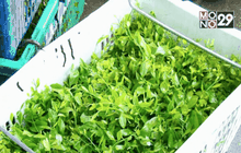 ธุรกิจปลูกผักหวานป่า รายได้ดีหลักหมื่นต่อวัน