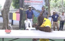 อุรังอุตังทำนาย “ฝรั่งเศส-อังกฤษ” เข้าชิงบอลโลก