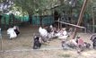 มหาสารคาม ประกาศเขตโรคระบาดในสัตว์ปีก
