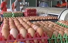 ไทยส่งออกไข่ไก่ไปเกาหลีใต้เป็นครั้งแรก