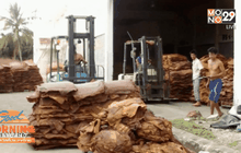 ครม.เคาะซื้อยาง 4.5 พันล้านบาทเริ่ม 25 ม.ค.นี้