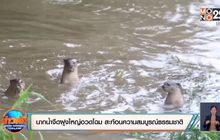 ​นากน้ำจืดฝูงใหญ่อวดโฉม แสดงถึงความสมบูรณ์ของธรรมชาติ