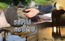 วิถีคนกับช้าง 17-12-61