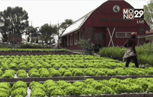 ฮือฮา! แปลงเกษตรอินทรีย์ใหญ่สุดในประเทศ 