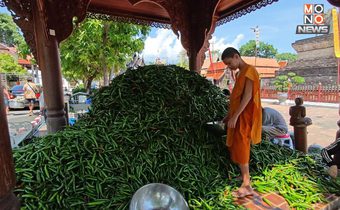 ชาวสวนอมก๋อยแจก “พริก” ฟรี กว่า 8,000 โล หลัง “พระครูใจบุญ” ช่วยรับซื้อฝ่าวิกฤตราคาพริกดิ่งเหว